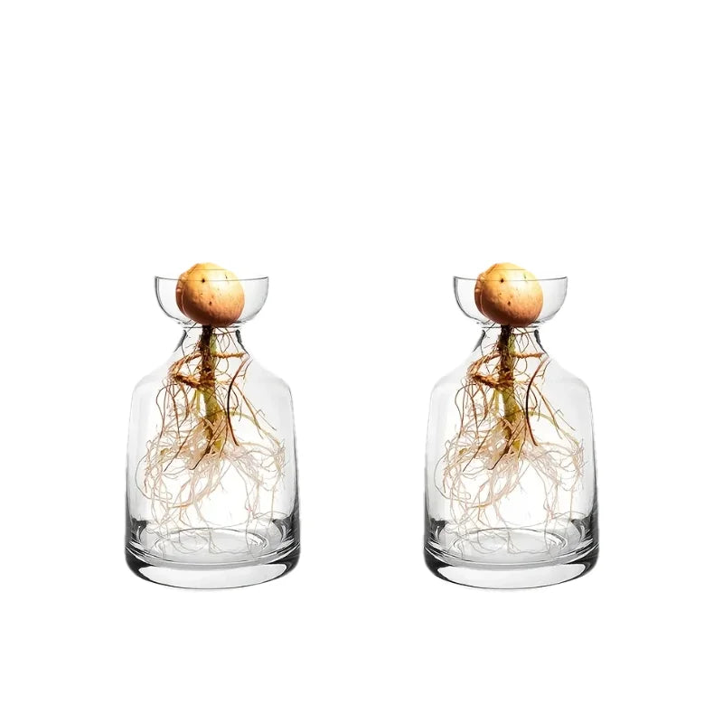 Four-piece Avocado Seed Starter Vase- Grow Your Own Avocado