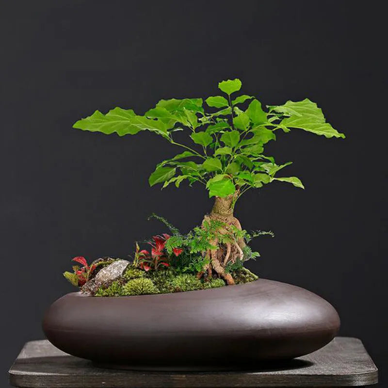 Retro Purple Clay Plant Pot Chinese Style Orchid Asparagus