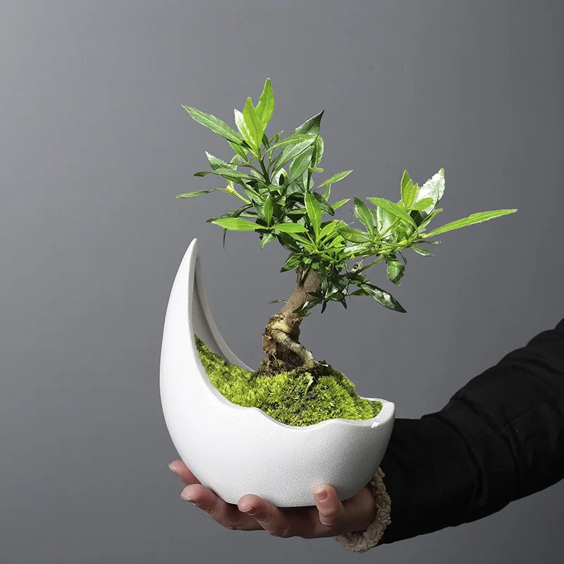 Rhino Horn Ceramic Succulent Planter