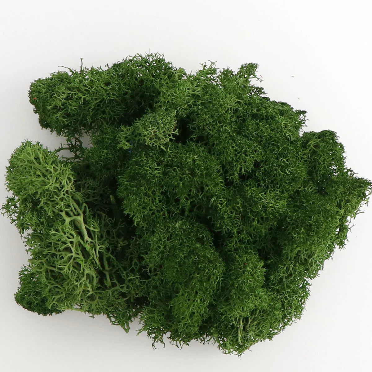 200g Artificial Green Plants Mini Landscape Eternal Life Moss