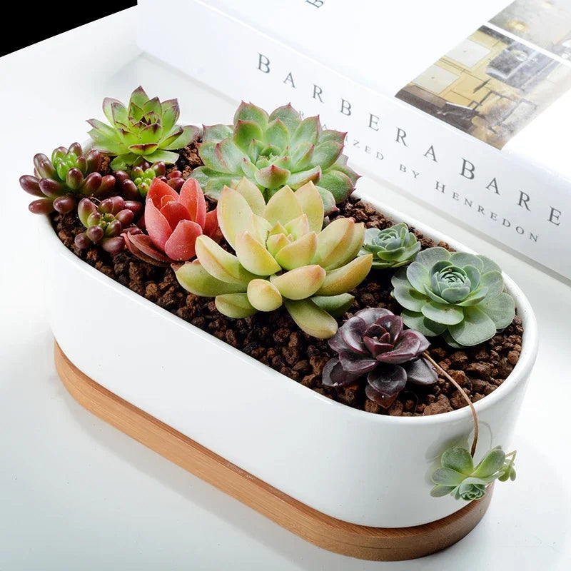 Oval Ceramic Succulent Planter with Tray
