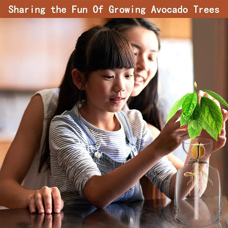 Four-piece Avocado Seed Starter Vase- Grow Your Own Avocado