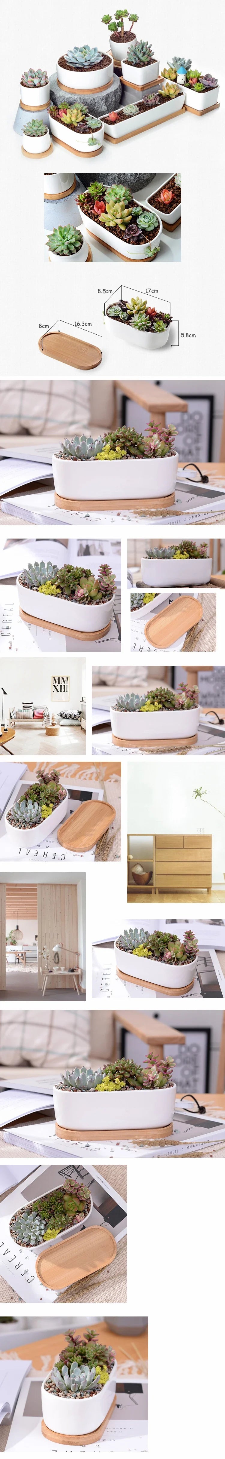 Oval Ceramic Succulent Planter with Tray