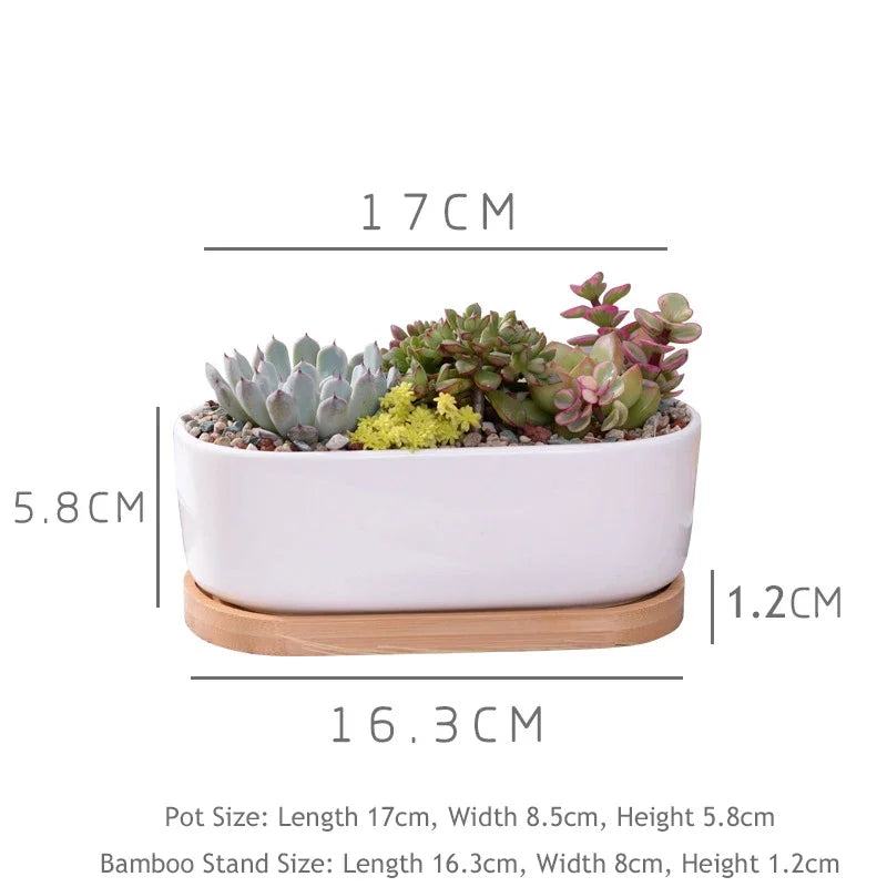 Oval Ceramic Succulent Planter with Tray