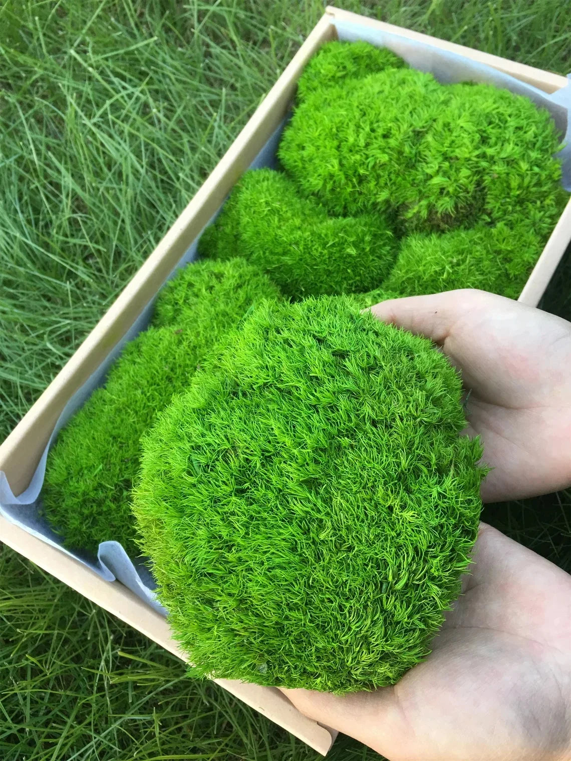 200g Artificial Green Plants Mini Landscape Eternal Life Moss