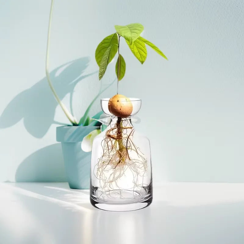 Four-piece Avocado Seed Starter Vase- Grow Your Own Avocado