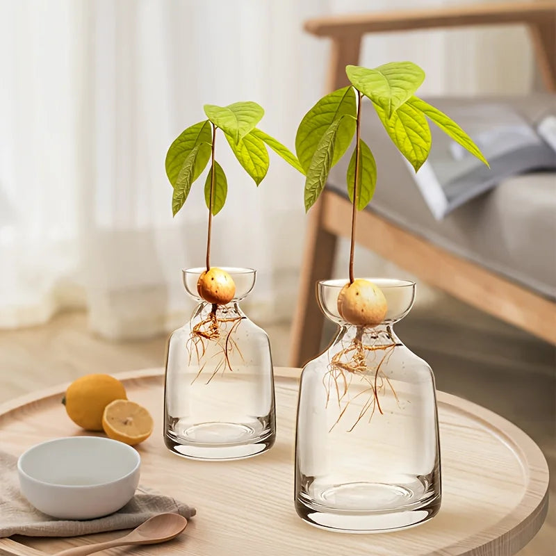 Avocado Seed Starter Glass Vase