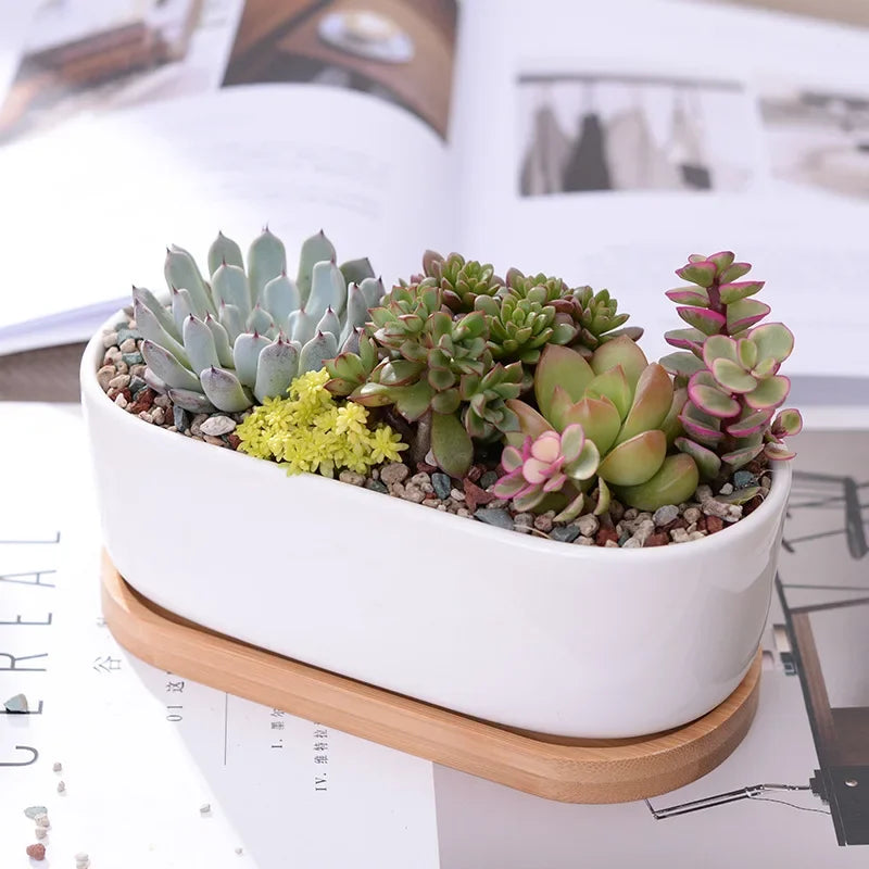 Oval Ceramic Succulent Planter with Tray