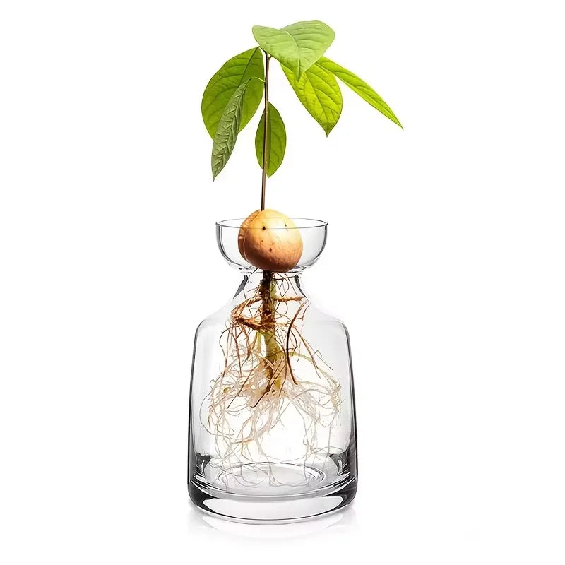 Avocado Seed Starter Glass Vase