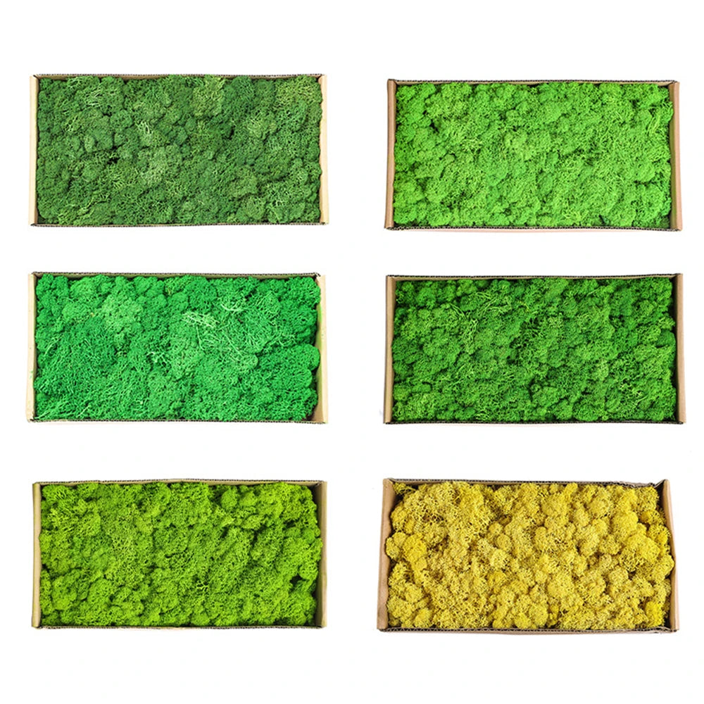 200g Artificial Green Plants Mini Landscape Eternal Life Moss