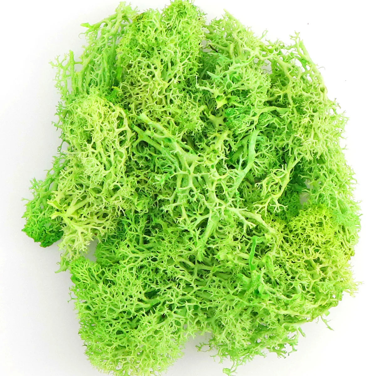 200g Artificial Green Plants Mini Landscape Eternal Life Moss