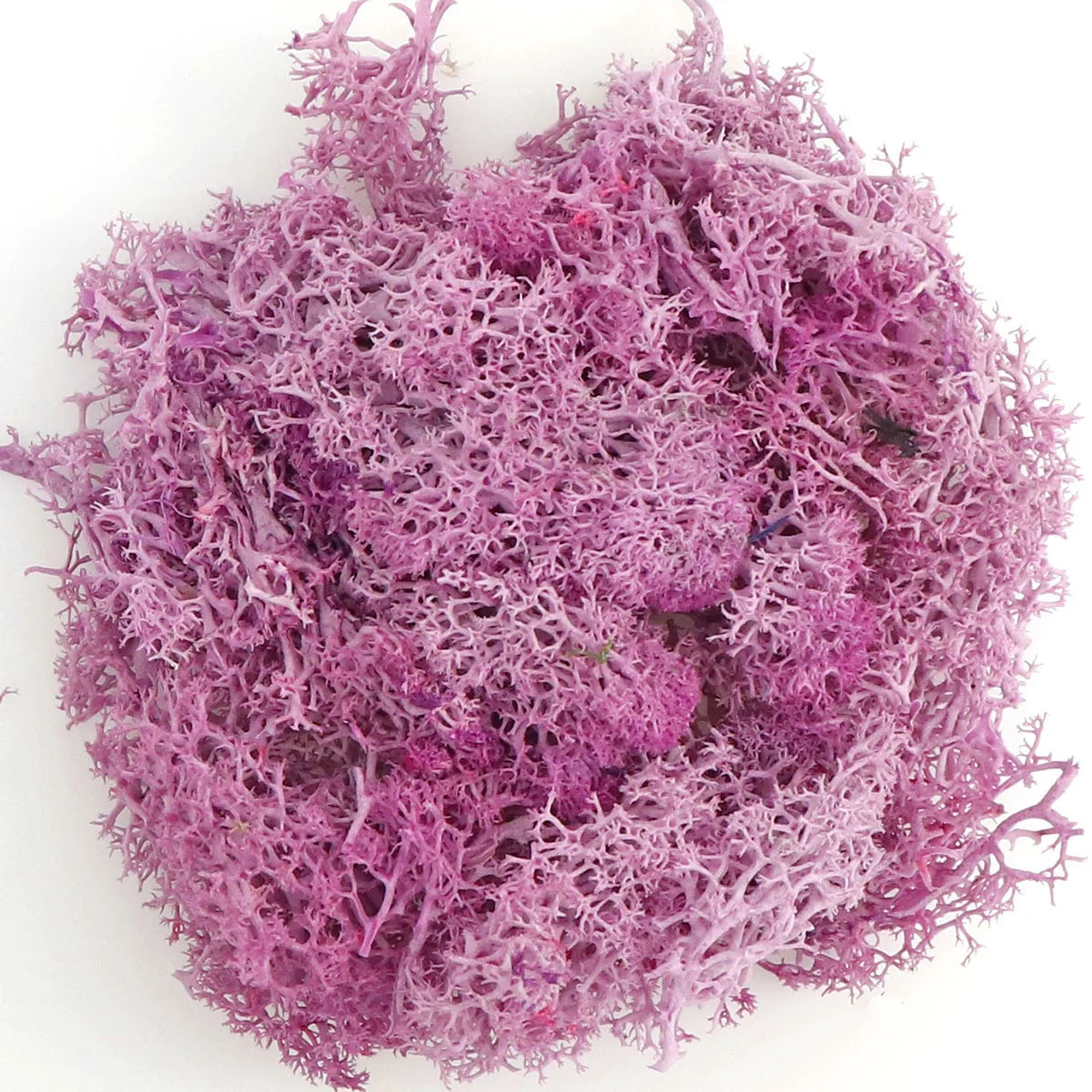 200g Artificial Green Plants Mini Landscape Eternal Life Moss