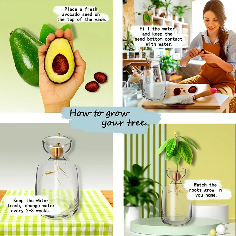 Four-piece Avocado Seed Starter Vase- Grow Your Own Avocado