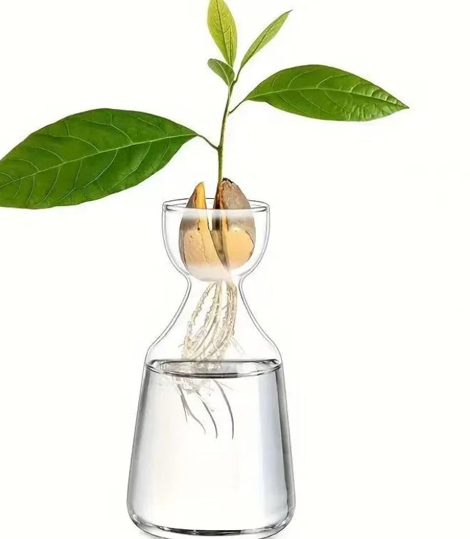 Four-piece Avocado Seed Starter Vase- Grow Your Own Avocado