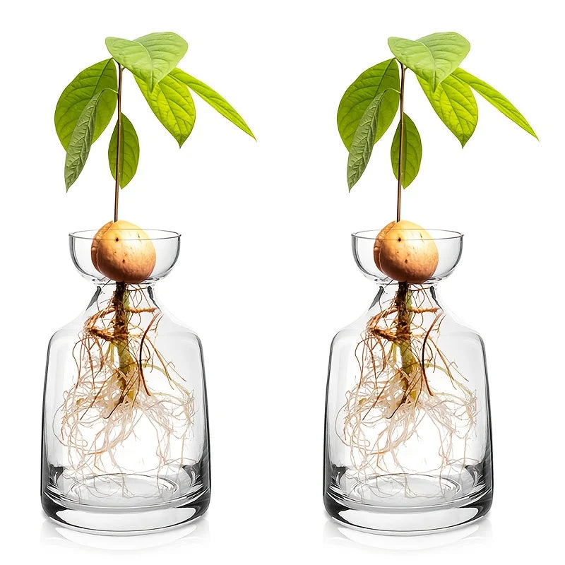 Avocado Seed Starter Glass Vase