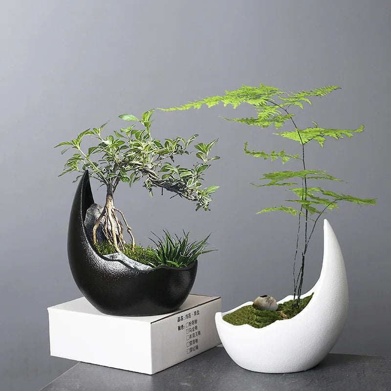 Rhino Horn Ceramic Succulent Planter