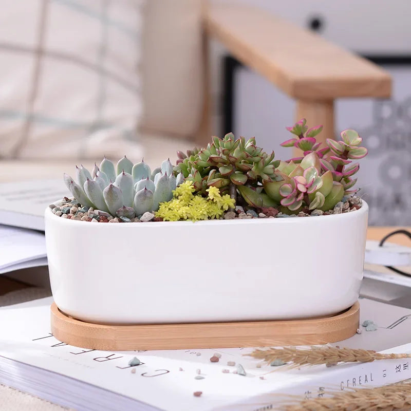 Oval Ceramic Succulent Planter with Tray