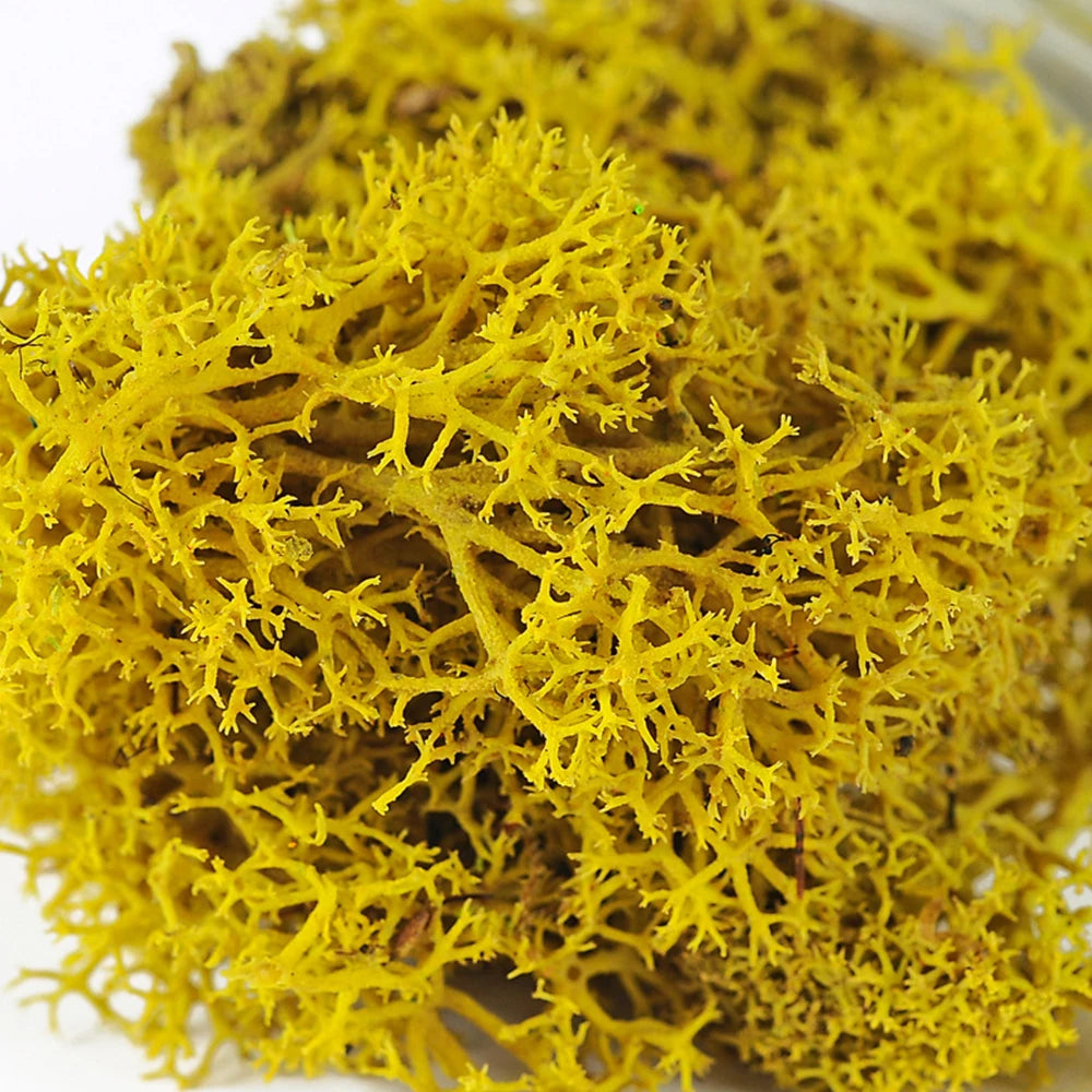 200g Artificial Green Plants Mini Landscape Eternal Life Moss