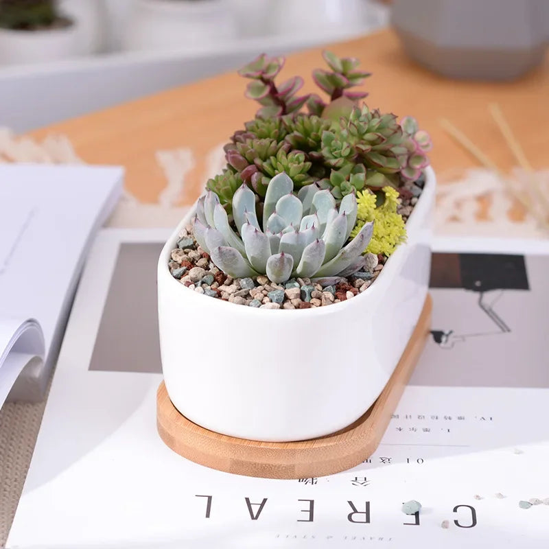 Oval Ceramic Succulent Planter with Tray