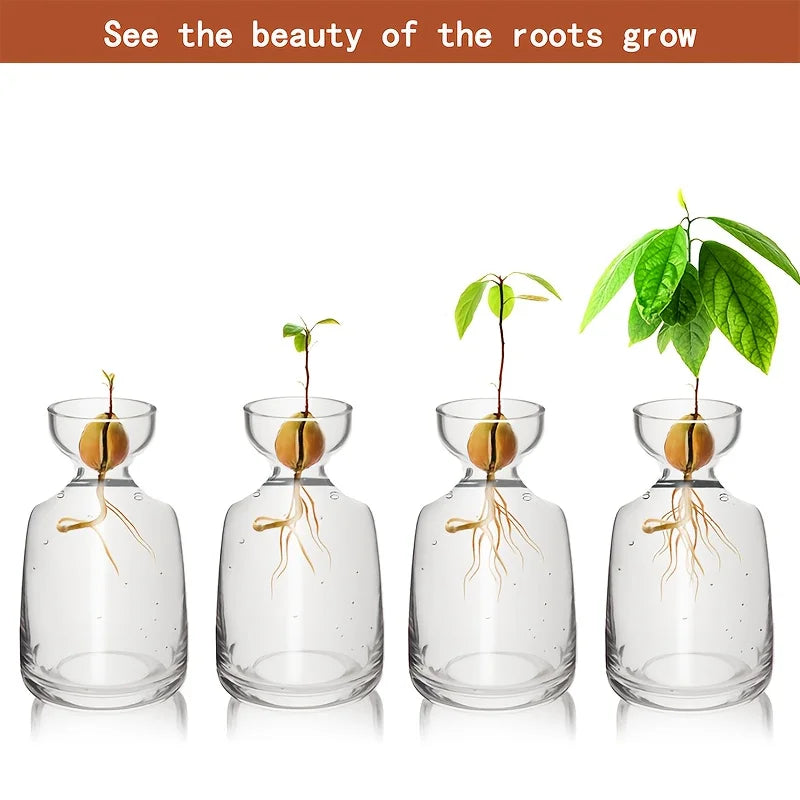 Four-piece Avocado Seed Starter Vase- Grow Your Own Avocado