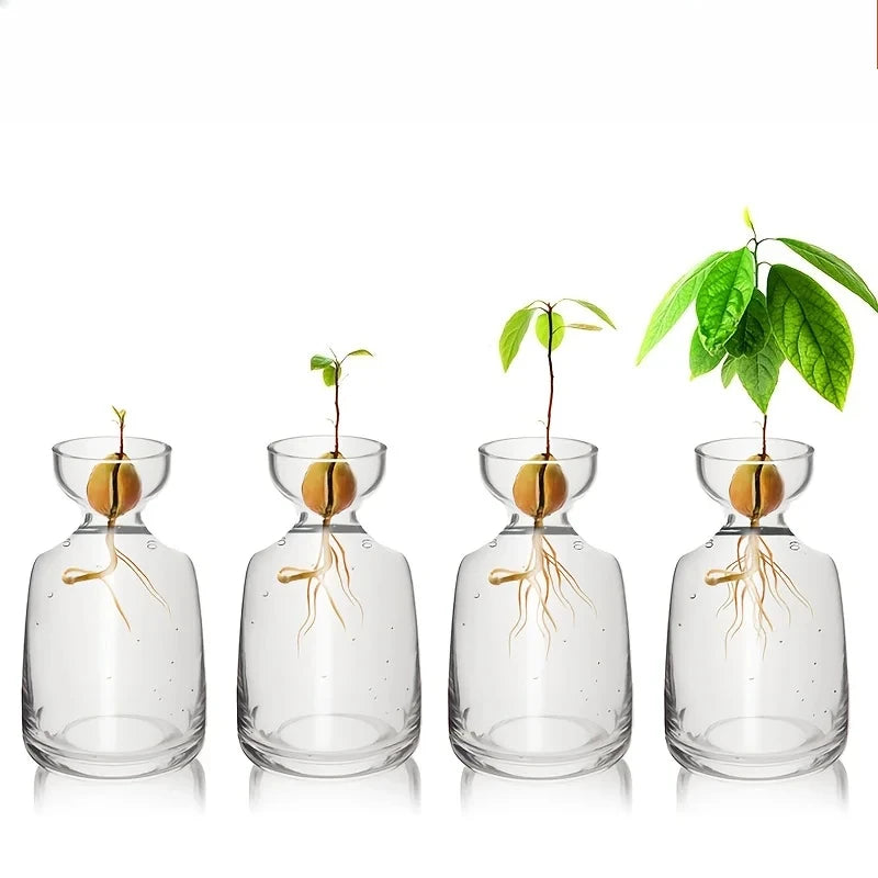 Four-piece Avocado Seed Starter Vase- Grow Your Own Avocado