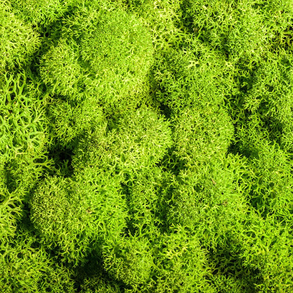 200g Artificial Green Plants Mini Landscape Eternal Life Moss