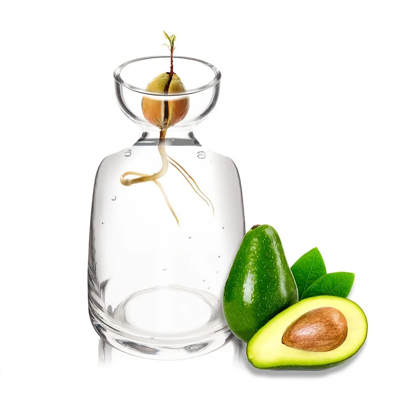 Avocado Seed Starter Glass Vase