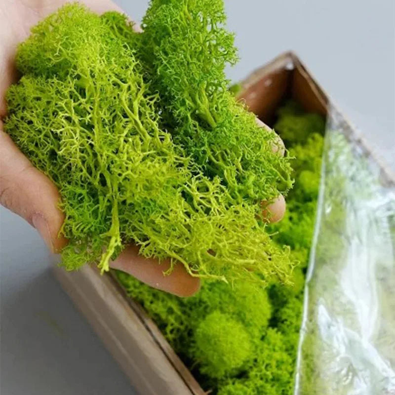 200g Artificial Green Plants Mini Landscape Eternal Life Moss
