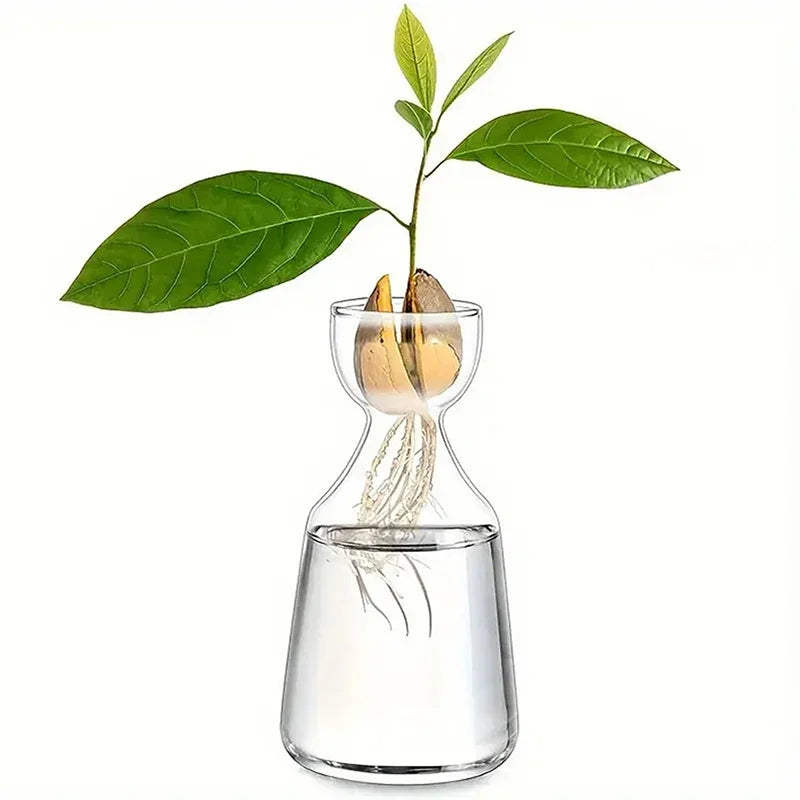Four-piece Avocado Seed Starter Vase- Grow Your Own Avocado