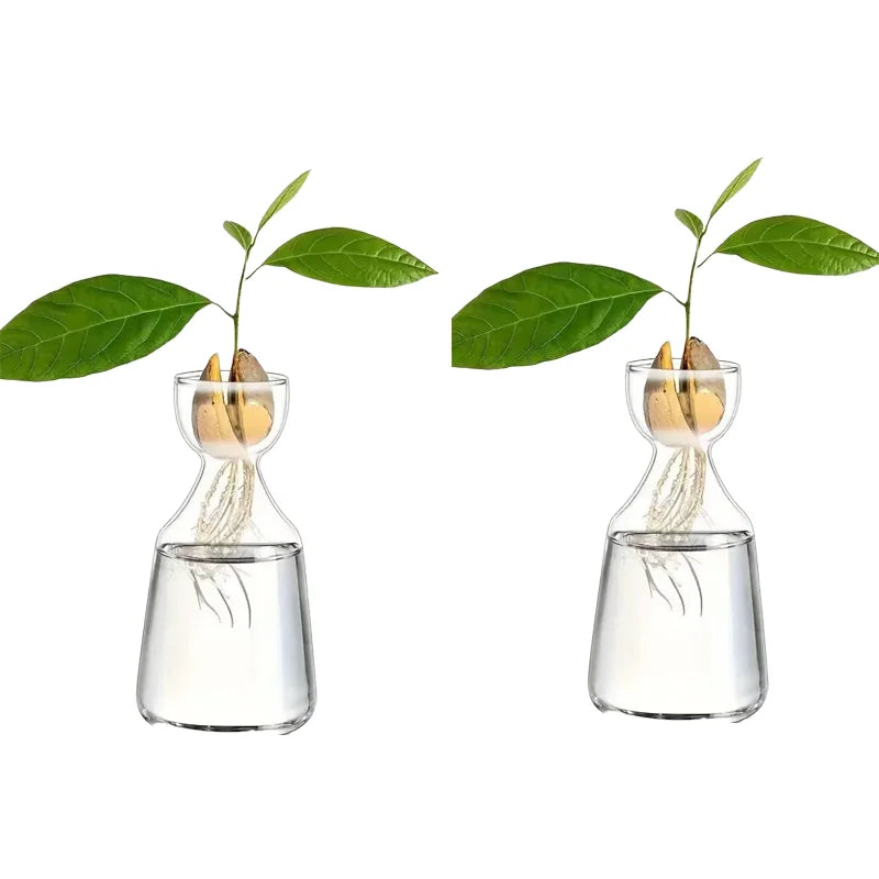 Four-piece Avocado Seed Starter Vase- Grow Your Own Avocado