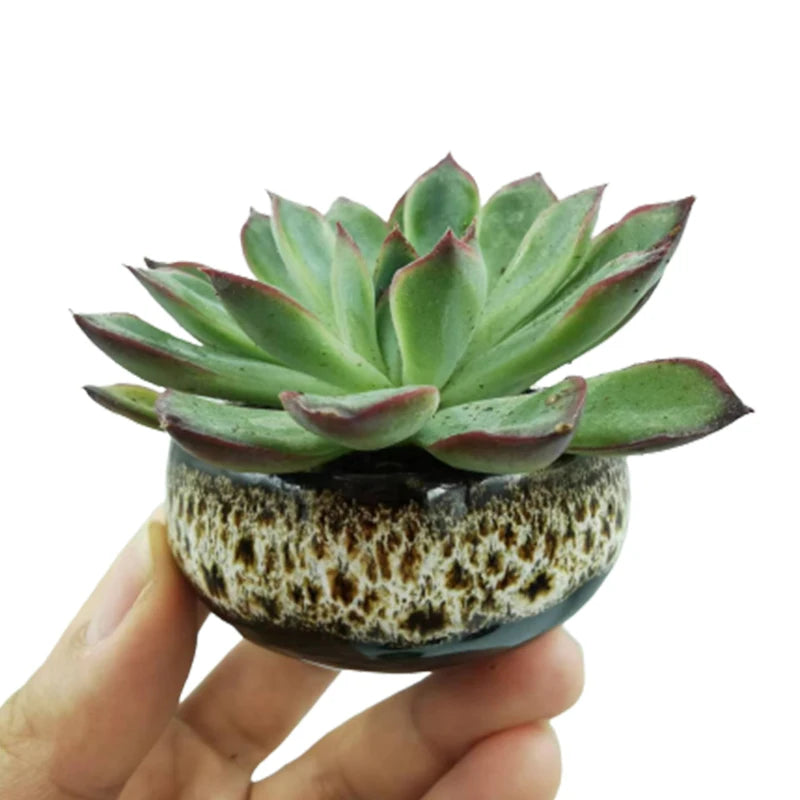 Mini Ceramic Bonsai Pots Set of 6
