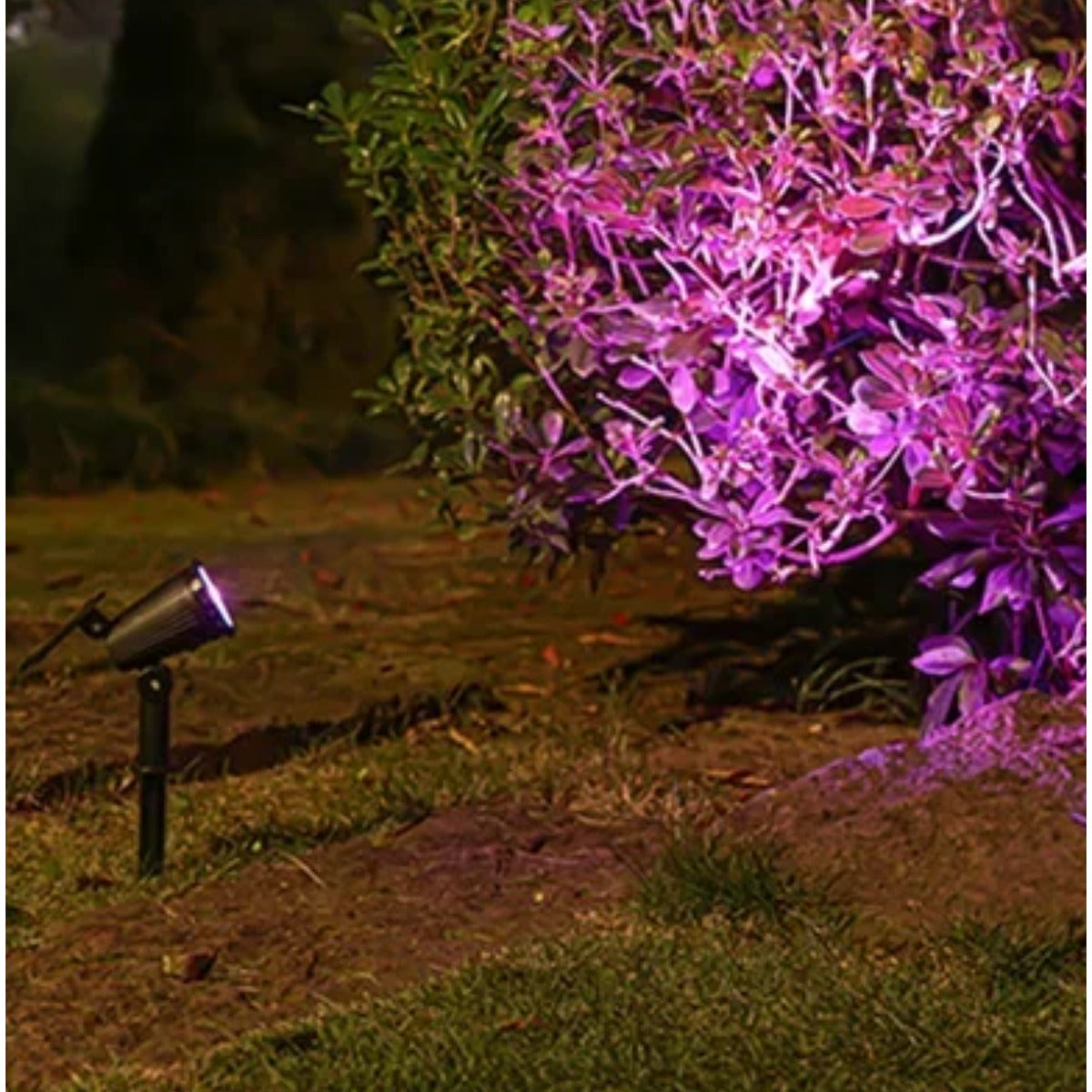 Solar spotlight purple RGB light