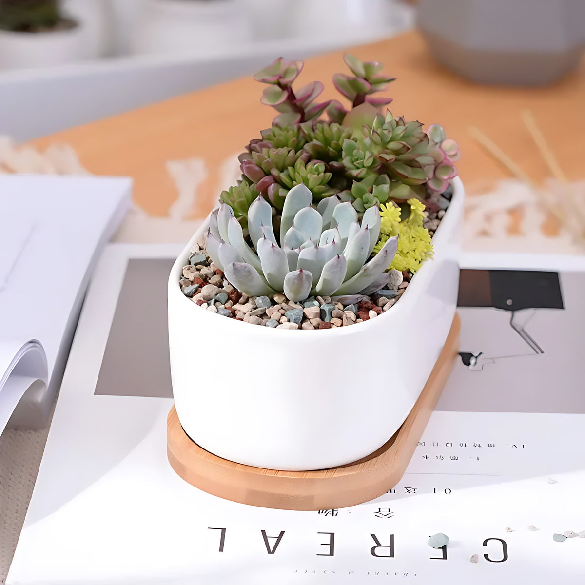 Agave Succulent Planter